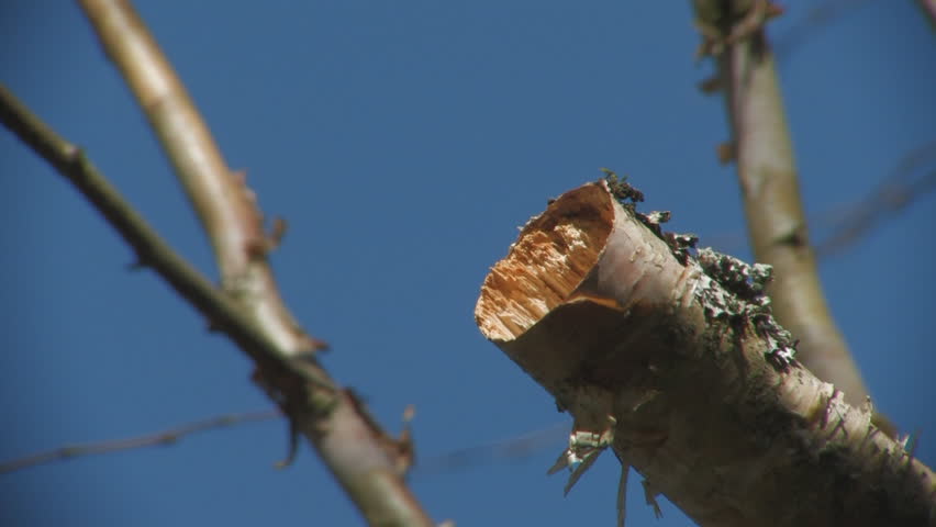 Black-capped chickadee in a nest