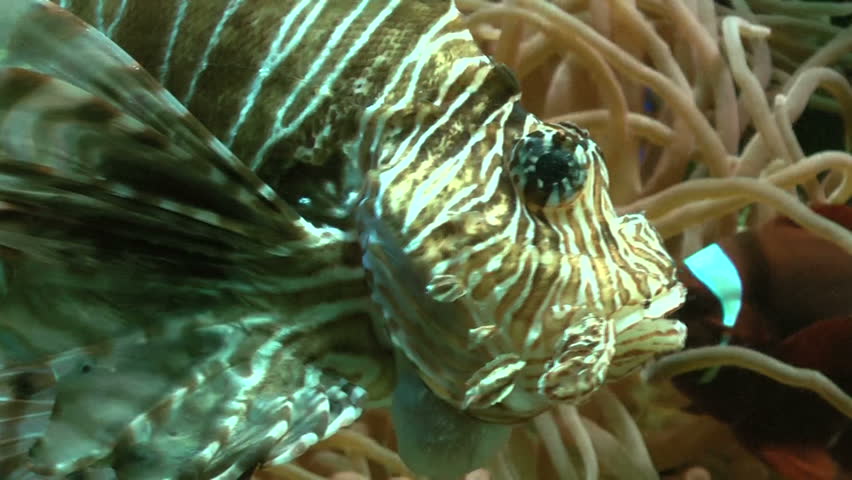 Scorpion Fish (Scorpaenidae, scorpionfish, lionfish). A lion fish in an aquarium.