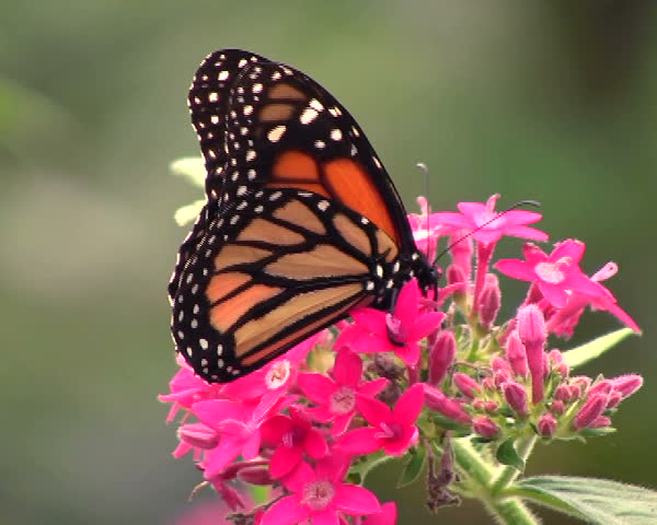 Monarch Butterfly (Danaus plexippus)