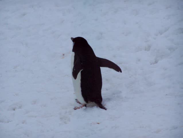 Chinstrap penguin. Antarctic peninsula.