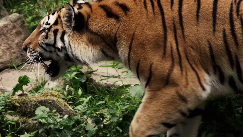 Tiger Stalking Prey Stock Footage Video | Shutterstock