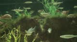 Aquarium