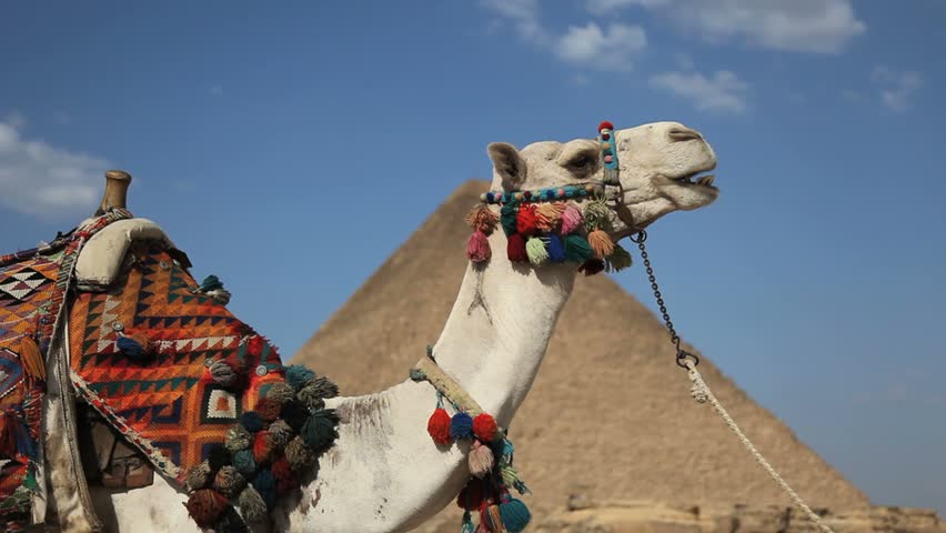 Camel Chewing in front of Great Pyramid in Giza Egypt