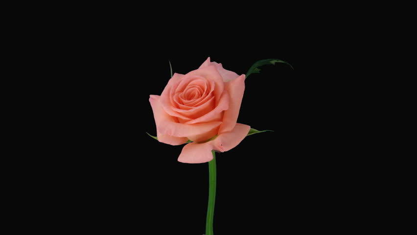 Time-lapse of dying "Dream" rose with alpha matte 2 