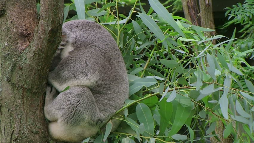 Adult koala bear waking up from nap while snuggled in eucalyptus tree. 