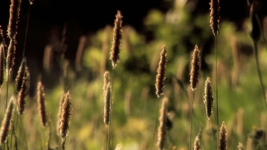 Grasses blowing in the wind