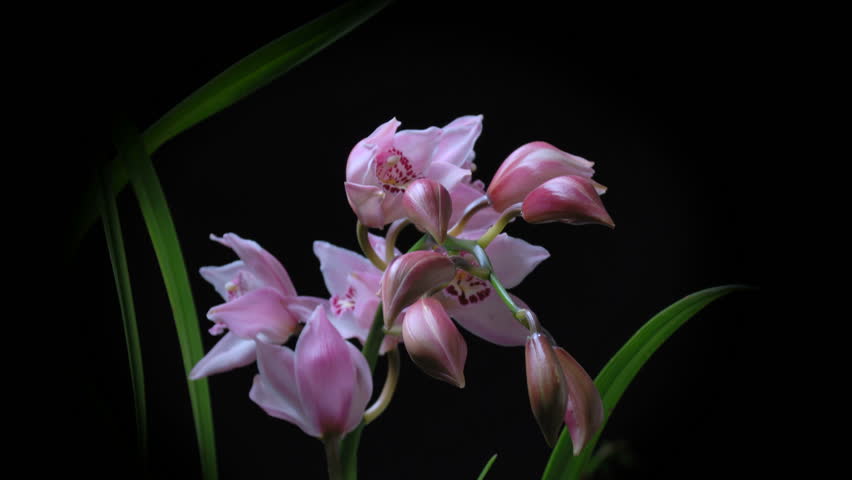 Watch this orchid bloom in stunning timelapse