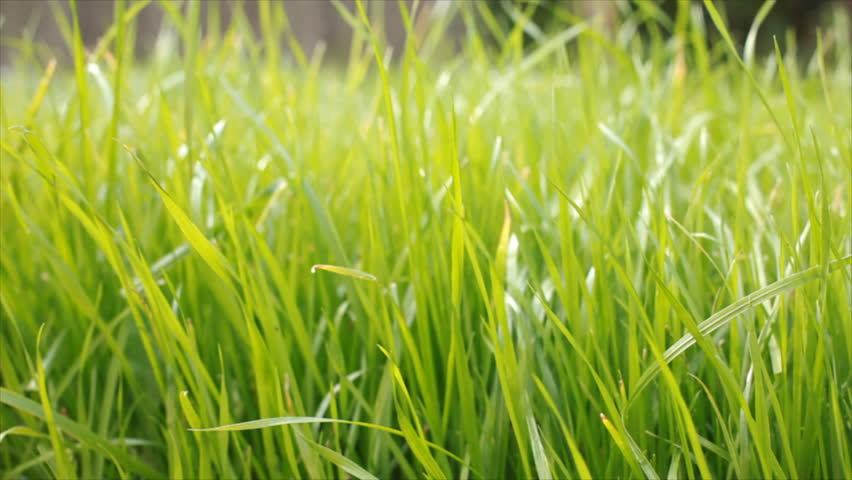 A close-up of the grass of a lush, thick, grassy lawn.