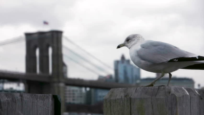 Gull in New York