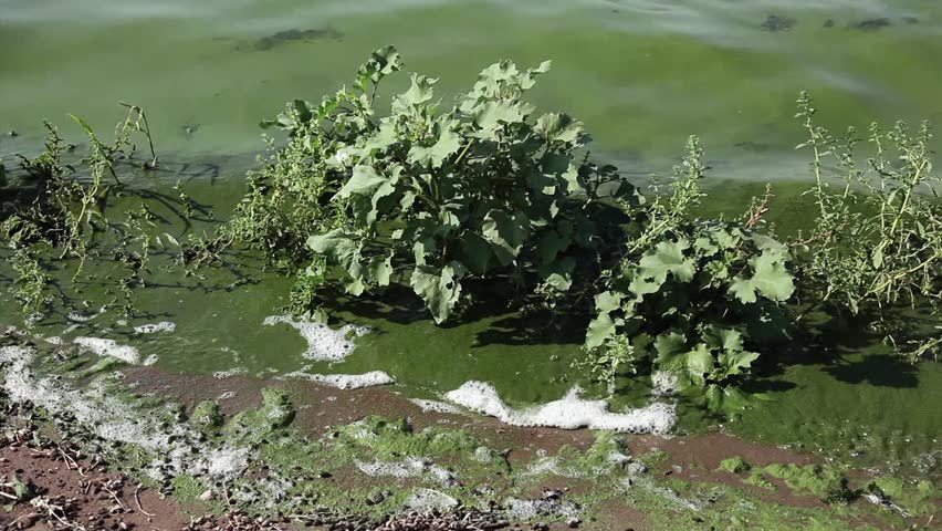 Thick green algae bloom washing ashore on the San Luis Reservoir, California.