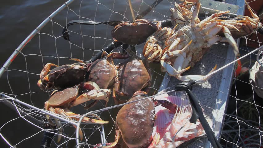 Fresh catch of dungeness crabs scurrying about in a trap on the edge of a boat in British Columbia, Canada.