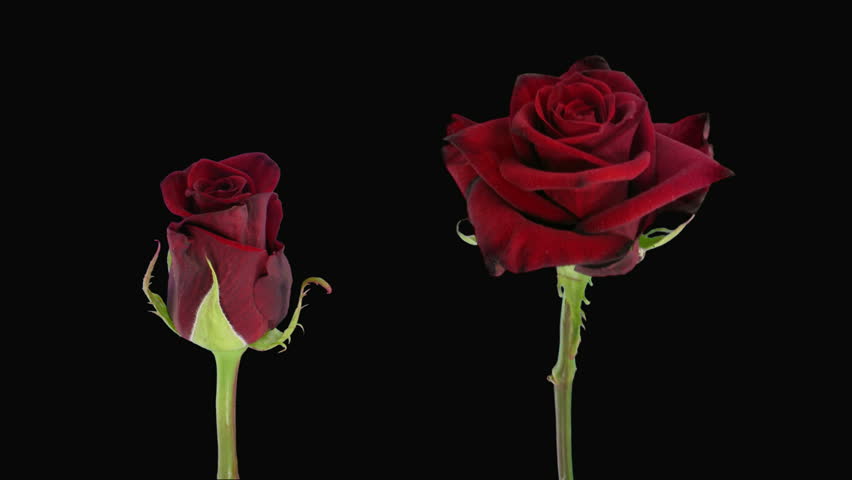 Time-lapse opening and dying "Happy Hour" rose alpha matte 6d 
