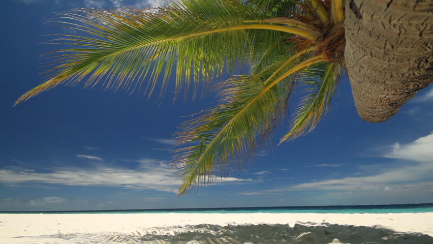 view from under palm tree at sandy beach