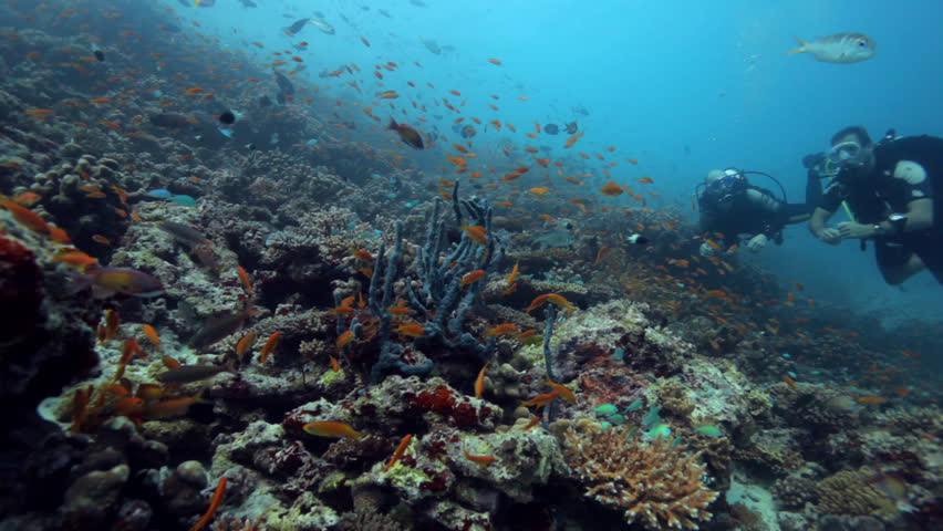 reef with two divers 
