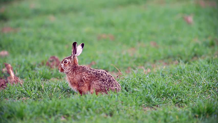 European hare (Lepus europaeus)