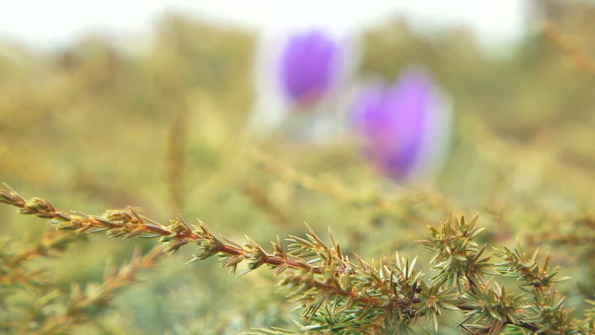 Two flowers. Change of focus from foreground to the background. Two beautiful purple flower.