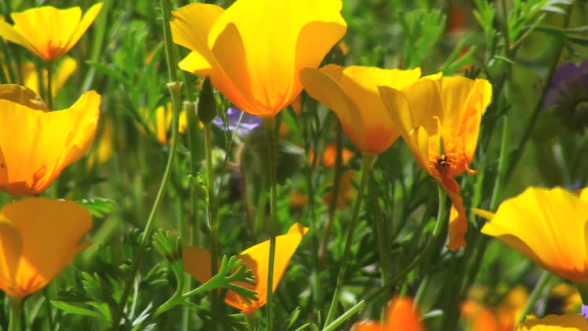 Poppies, chia, lupine and other desert wildflowers blanket Arizona desert in a spectacular spring flower display. 1920x1080