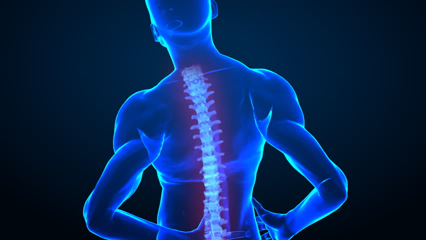 Pain in lower back concept with visible vertebrae