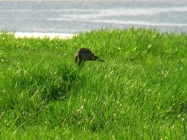 Eider Duck with head poking out of grass. Taken at Vigur Island, Iceland.