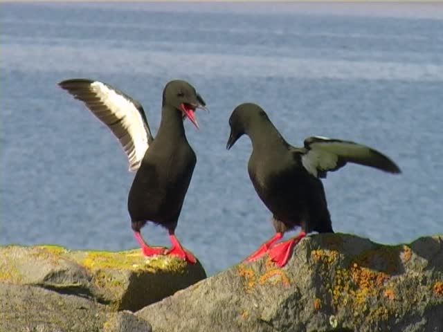 Two Black Guillemot (or Tystie, Cepphus grylle) birds at Vigur Island, Iceland. Member of the AlcidÃÆ?ÃâÃÂ¦ family.