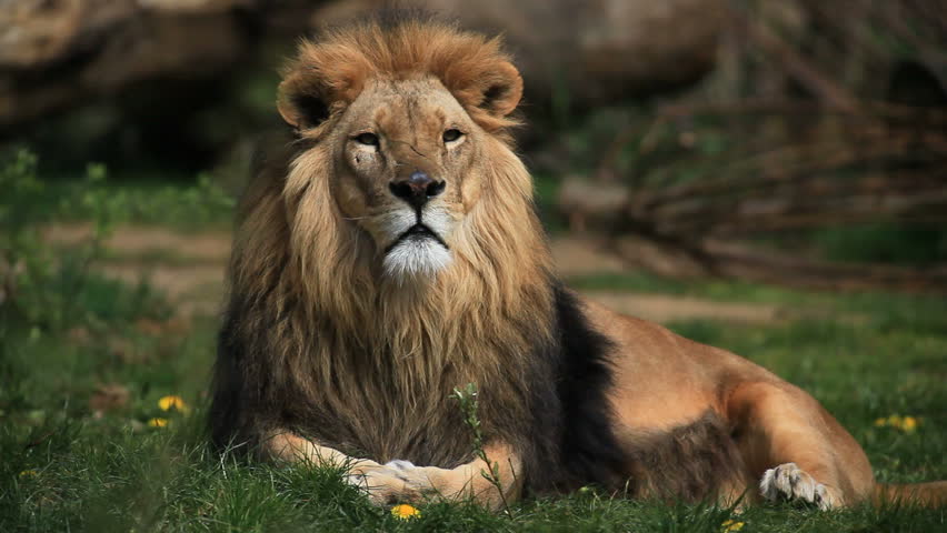 lion