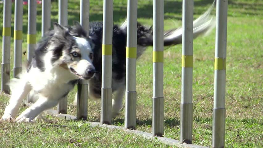 Header of agility