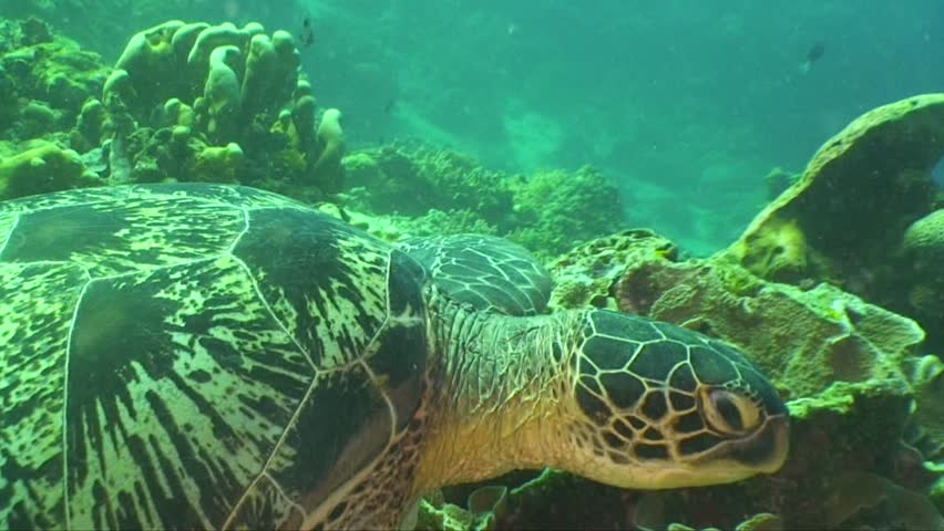 Green turtle with remora