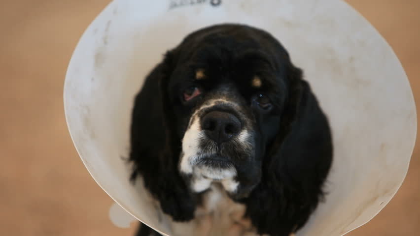 Dog looking a view with a veterinarian head collar to protect eye after surgery. Cocker Spaniel breed. Looking sad.