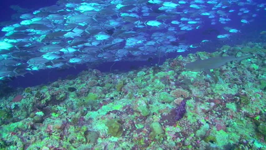 Whitetip Reef Shark and a school of  Jack or Trevally (Carangidae)ÃâÃÂ fish, swimming in Palau, Micronesia
