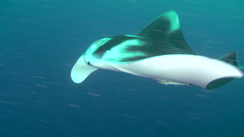 Large Manta Ray (Manta birostris) swimming, Palau, Micronesia