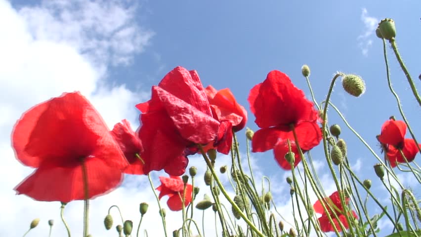 1080i: Poppies moving in the wind against blue sky. Tripod.