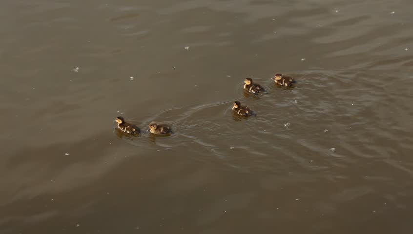 ducklings swimming on the river