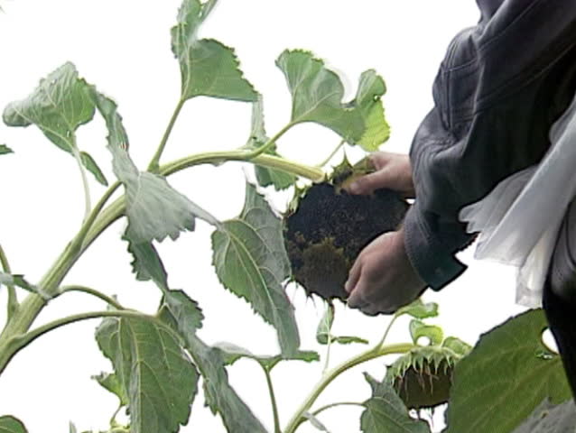 Farmer takes out sunflower seeds from the seed head