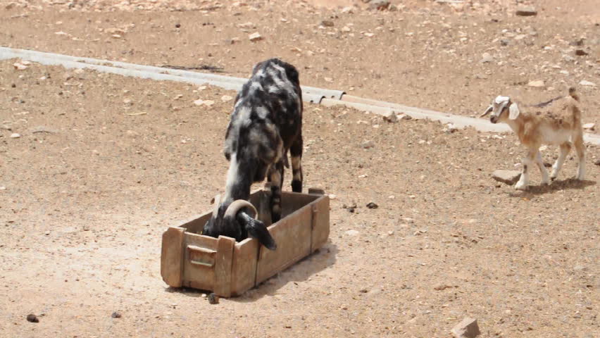 Fuerteventura Goat