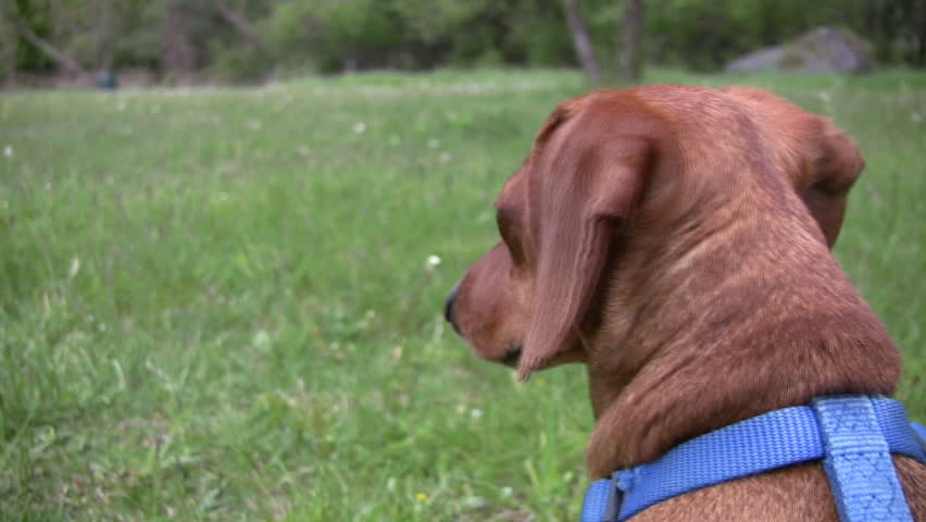 A closeup of the head of an alert miniature Dachshund, as he looks around in a grassy field.
