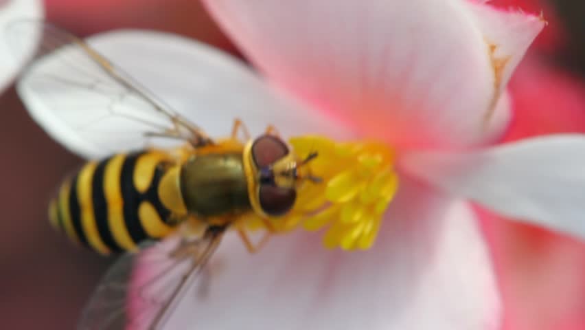 bee sits on is white pink flower with yellow core and collects pollen 