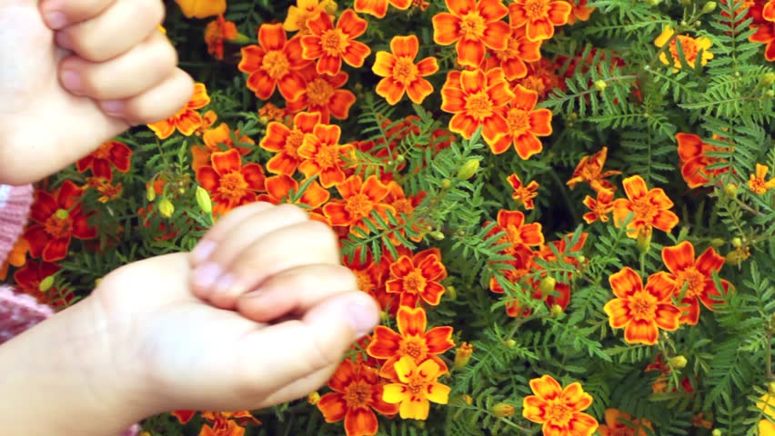 childrens hands touching set of small orange florets close up 