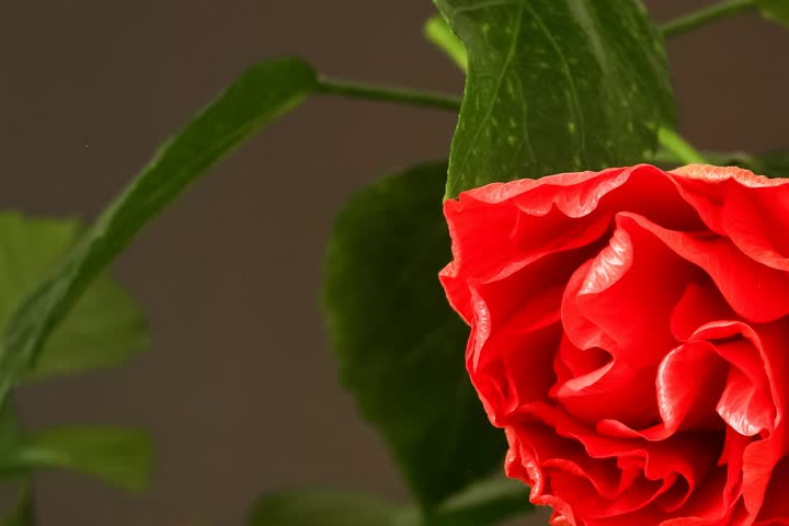 Closeup of opening hibiscus time lapse