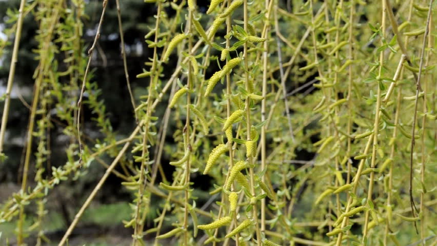 Blossoming pussy willow