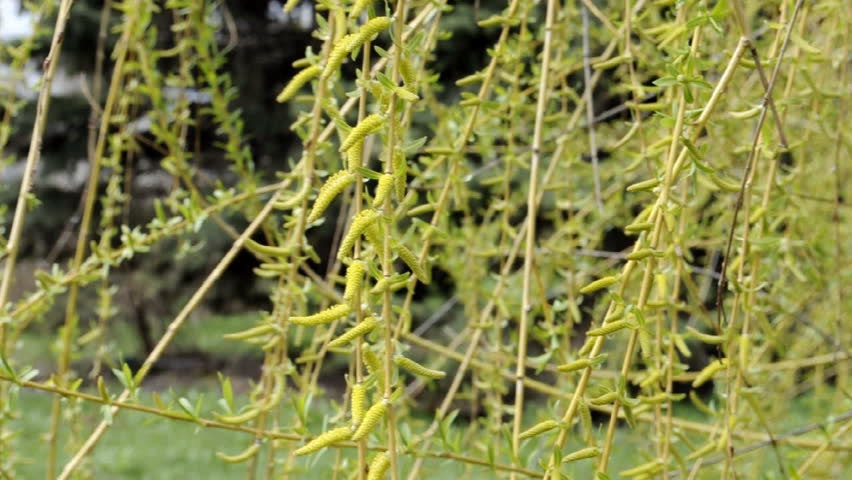 Blossoming pussy willow