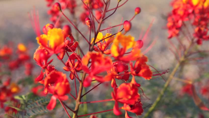Arizona Wild Flower