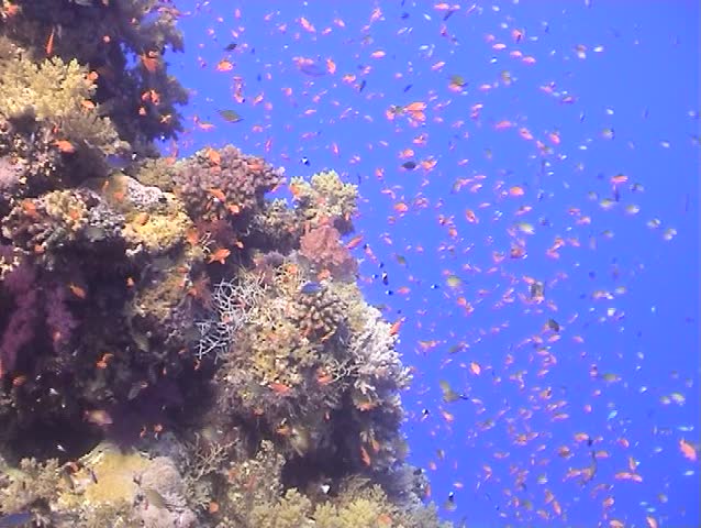 Beautiful tropical coral reef scene with shoals of fish