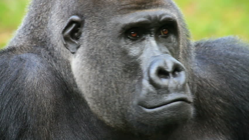gorilla