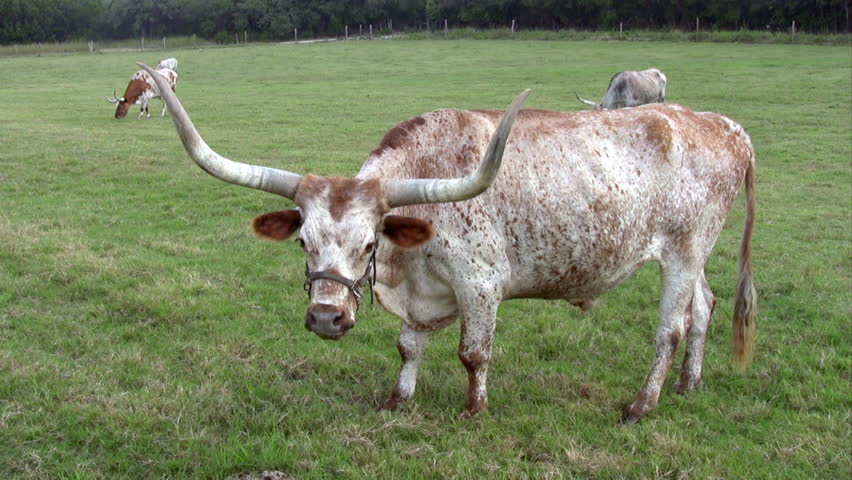 Video Texas Longhorn cattle steer or cow in field of a ranch or farm. Large long horns. Eating grass and grazing on weeds and feed. Spotted hide wearing leather halter on head. Wood and wire fences. 