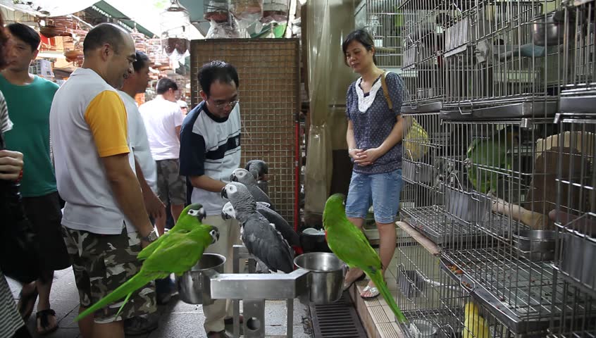 HONG KONG, CHINA - MAY 20: Songbird owners, carrying their beloved pets around in intricately carved cages, gather in HK bird market to find mates for their pets and buy paraphernalia, Hong Kong China, May 20, 2010