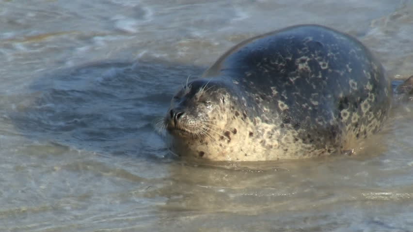 Wild Seal Sneezing
