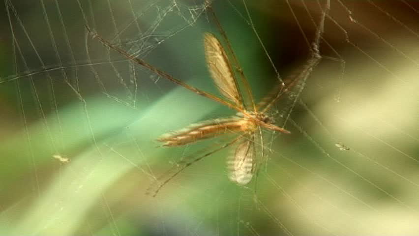 Daddy Long Legs trapped on web
