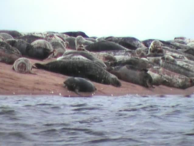 Seal colony on sand bank Tentsmuir Fife Scotland