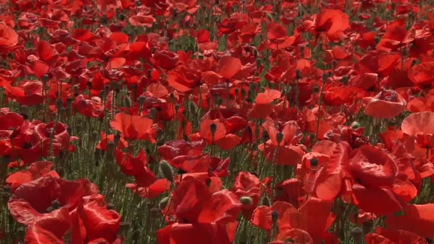 poppy field near