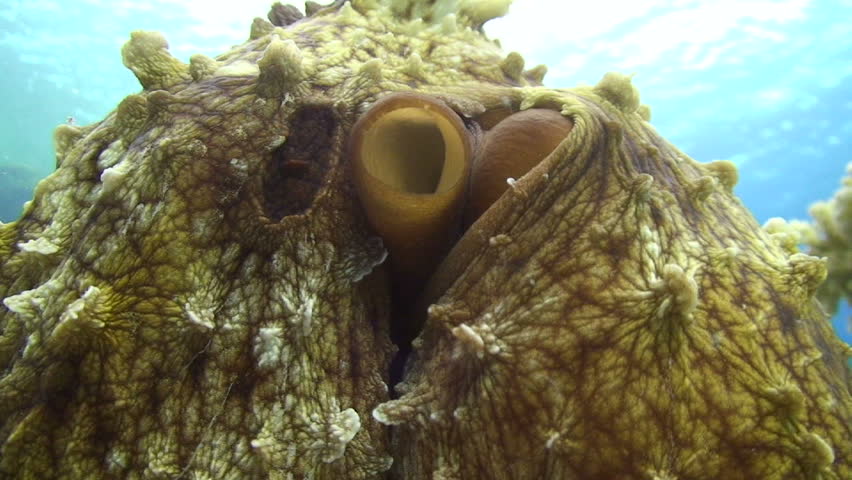 Reef octopus (octopus cyaneus) close up of body showing valve. Red Sea, Egypt.